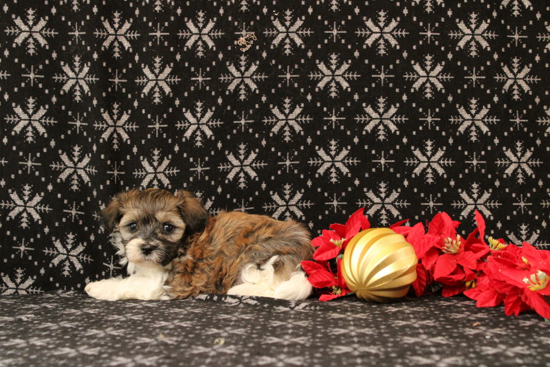 puppy, for, sale, Maltipoo, Matthew B. Stoltzfus, dog, breeder, Gap, PA, dog-breeder, puppy-for-sale, forsale, nearby, find, puppyfind, locator, puppylocator, aca